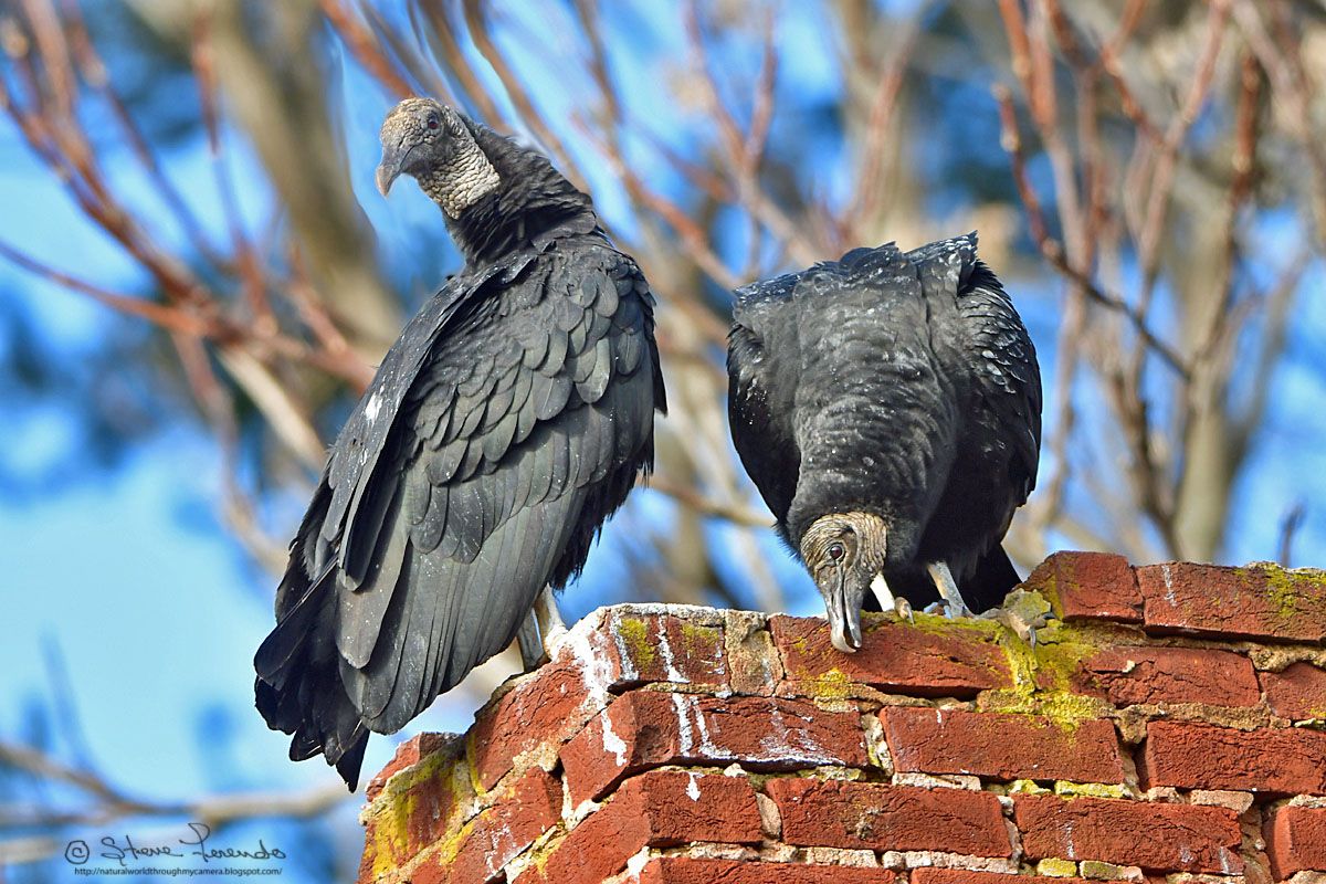 "Natural World" Through My Camera VULTURES, THE BEAUTIFULLY UGLY SCAVENGER